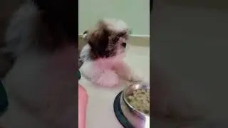 meri jaan💕 #shihztu #shirtvideo
