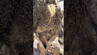 Massive Bee Hive Found in Fallen Tree After Arizona Storm 🌵🐝 #BeeRemoval