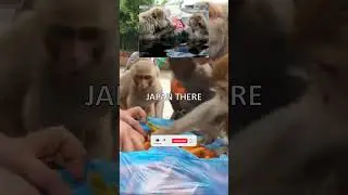 Hilarious Monkey Antics: From Laundry to Hot Springs! #monkeyfacts #animalfacts  #funnymonkeys