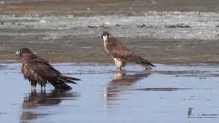 Akrotiri Peninsula - Migration Birds - September 2017