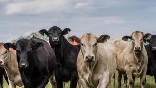 Beef cattle disease found in southeast Iowa herd, first time seen in state