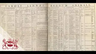 Linnaeus on Human Diversity | Isabelle Charmantier & Staffan Müller-Wille
