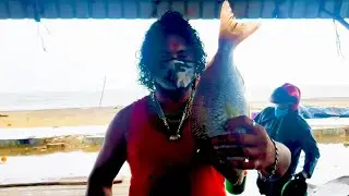 Cutting Spangled Emperor | Fish Cutting Skills