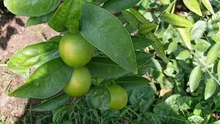 Shub Lata  is live. Organic lemon 🍋 pic💯.Subscribe aur Comment kary.