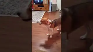 Beagle Wants More Turkey #Youtubeshorts 2020