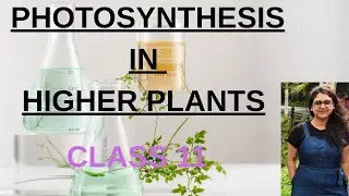 PHOTOSYNTHESIS IN HIGHER PLANTS...CLASS 11.. SEMESTER 2...WEST BENGAL BOARD...NEET