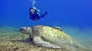 Oasis Dive Resort Marsa Alam, Ägypten, Werner Lau & Sinai Divers