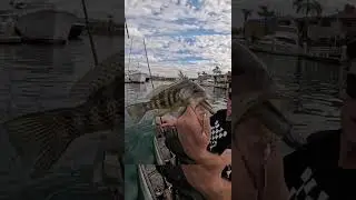 Kayak Fishing - Wide Open Underspin Bite #shorts