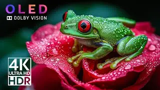 Stunning 4K Ultra HD 60fps Nature | Dolby Vision HDR & Relaxing Music