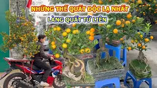 Quất Tứ Liên Độc Lạ Chưa Từng Thấy Tết 2026