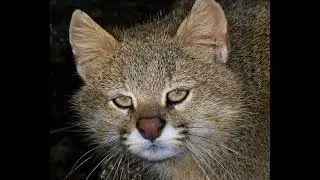 Dramatic Pampas Cat