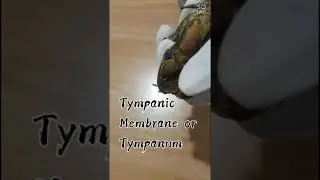Bea Mae External Anatomy of the Frog