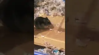 Feeding Hamster Mealworms!