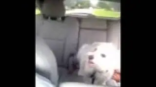 Posh Paw Fan