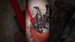 MARIO Muddled Cleaning transforms Rescue teddy bear The most perfect laundry ASMR #short #excited 78