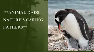 **Animal Dads: Nature&rsquo;s Caring Fathers**  #animaldads#amazing animals