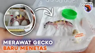 CARA merawat BABY LEOPARD GECKO biar JUMBO! #SAWAN