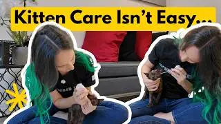 Kitten Gets Olive Oil for Poop Problem (Gavin's Day 2 Care Vlog)