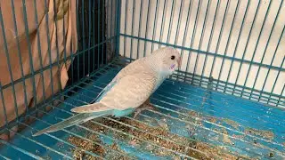 Budgies Parrot New Baby Bahar a Gya thandi se kaise bachye isko 