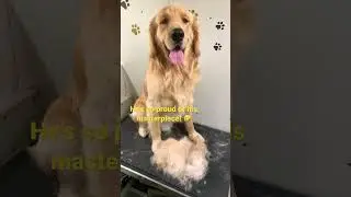 Dog Grooming | SUPER FLUFFY GOLDEN RETRIEVER SHEDS A SECOND SELF!  #shorts