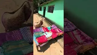 Emin riya jete 🥵!!Bodra Queen Official #youtube #minivlog #funny #video #shortvideo #guys