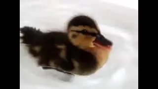 Happy Duckling