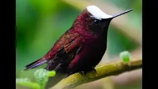 The Cutest of the Hummingbirds! The Snowcap! IN THE WILD!!!