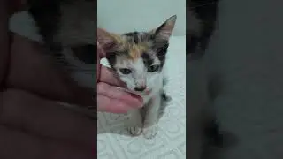 #videoshort #pets #feed #petsfofinhos#likes#cachorro #doggielife #dogs #dogs #videoshort#videoviral