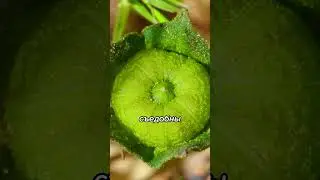 ЭТО Ели Все Дети Девяностых! Калачики #шортс
