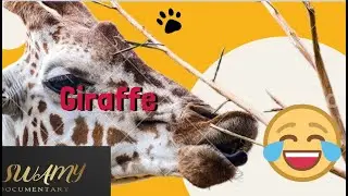 Giraffe Facts| Swamy Documentary