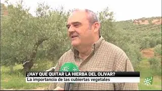 La importancia de la cubierta vegetal en el olivar