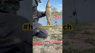 Carp Quest: Unveiling the Secret Bait for Monster Catches!   Largent Bend Pond # 2   Vaughn, MT