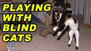 Blind Cats Playing