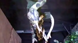 Snake Surprise Animated Prop
