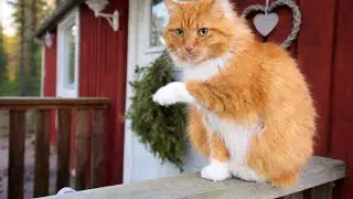 Gentle Chaos: Cats Refusing All Instructions😼ASMR | Jan the Orange Cat🐾
