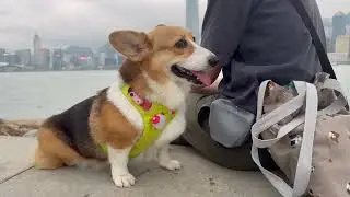 A Day in the Life of My Silly Doggo