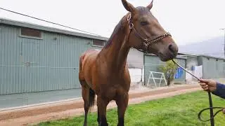Horse trainer Ray Bell gives his insights on what to look for in a Thoroughbreds neck.