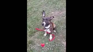 🖤❤️🩷? #Viral #Dogs #Starr #Cute #Pitbull #StarrPower #PhoenixPower #Phoenix