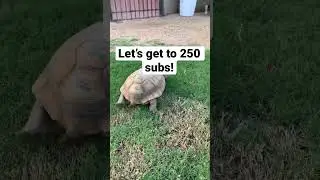 Let&rsquo;s get to 250 subs! #shorts #turtle #tortoise #animals