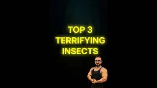 Top 3 Terrifying Insects 🕷️🐛😱 | INFINIAFACTS