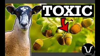 AN UNEXPECTED POISONING? | TECHNICAL #65: Acorn Toxicity