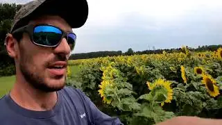Dove Field Update Mid July