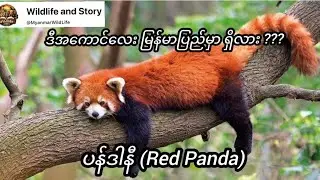 အေးမြတဲ့ တောင်တန်းပေါ်က ချစ်စဖွယ် ရှားပါး ပန်ဒါနီ 🐼 Red Panda #short