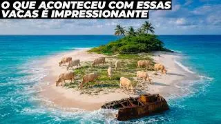 Abandonaram 11 vacas em uma ilha por 130 anos, e o resultado foi inacredit&aacute;vel