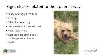 Norwich Terrier Upper Airway Syndrome - Clinical Signs and Findings