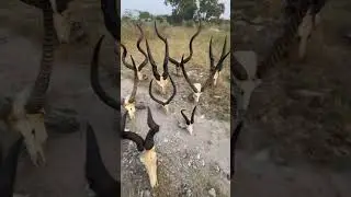 Great times in the Bush of Botswana