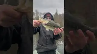 pre spawn🤑 #bass #okuma #reels #outdoors #pnwfishing #fish #pnw #fishing #bassin