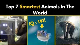 Top 7 Smartest Animals In The World