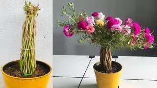 Moss rose Gardening Idea #4 - Tree Shape in flower pot | Smart ideas to grow Portulaca grandiflora