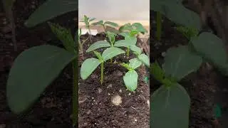 Old seed vs new seed experiment summary. #shorts #garden #seed #plants